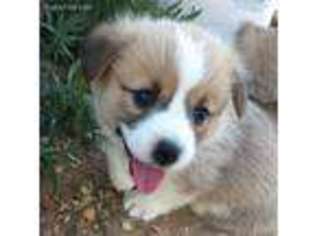 Pembroke Welsh Corgi Puppy for sale in Keenesburg, CO, USA