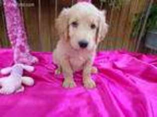 Goldendoodle Puppy for sale in Mc Louth, KS, USA