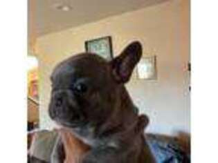 French Bulldog Puppy for sale in Lake Hughes, CA, USA