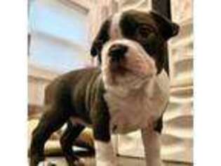 Boston Terrier Puppy for sale in Weymouth, MA, USA