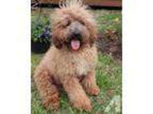 Labradoodle Puppy for sale in BEAUMONT, TX, USA