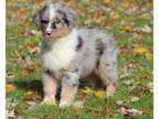Australian Shepherd Puppy for sale in Sparta, MI, USA