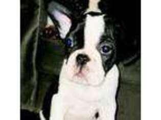 French Bulldog Puppy for sale in Pangburn, AR, USA