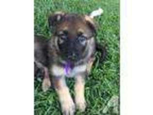 German Shepherd Dog Puppy for sale in YORBA LINDA, CA, USA