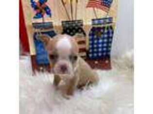 Boston Terrier Puppy for sale in Killdeer, ND, USA