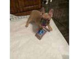 French Bulldog Puppy for sale in Momence, IL, USA