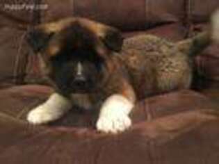 Akita Puppy for sale in Mohnton, PA, USA