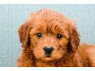 Goldendoodle Puppy for sale in Mcminnville, OR, USA