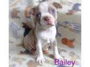Boston Terrier Puppy for sale in Roxana, IL, USA
