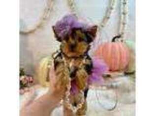 Yorkshire Terrier Puppy for sale in Stantonville, TN, USA