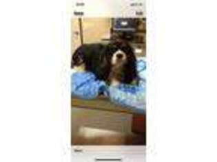 Cavalier King Charles Spaniel Puppy for sale in Indianapolis, IN, USA