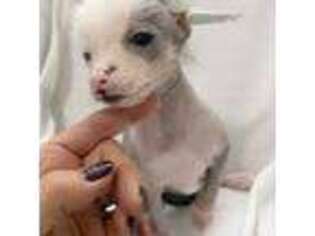 Chinese Crested Puppy for sale in Henderson, KY, USA