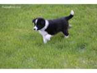 Border Collie Puppy for sale in Antler, ND, USA