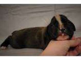 Boxer Puppy for sale in Trafford, AL, USA