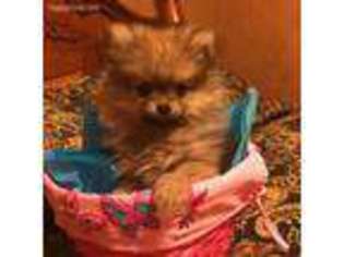 Pomeranian Puppy for sale in Garden City, KS, USA