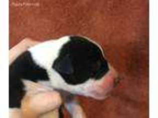 Great Dane Puppy for sale in Hays, KS, USA