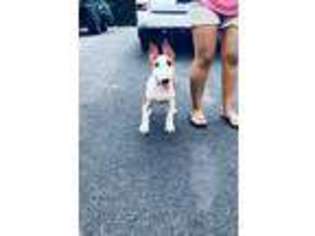 Bull Terrier Puppy for sale in Durham, NC, USA
