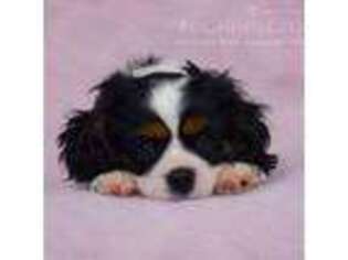 Cavalier King Charles Spaniel Puppy for sale in Marlin, TX, USA