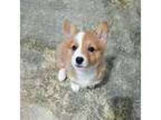 Pembroke Welsh Corgi Puppy for sale in Arlington, WA, USA