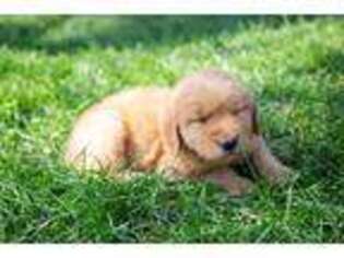 Golden Retriever Puppy for sale in Kalispell, MT, USA