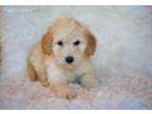 Goldendoodle Puppy for sale in North Vernon, IN, USA