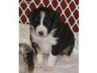 Miniature Australian Shepherd Puppy for sale in Tobaccoville, NC, USA