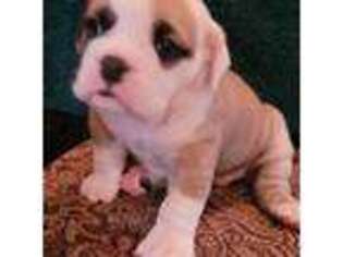 Olde English Bulldogge Puppy for sale in Stanfield, AZ, USA