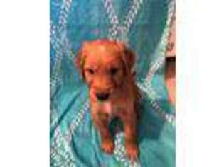 Golden Retriever Puppy for sale in Seminole, FL, USA