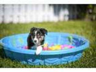 Border Collie Puppy for sale in Hollywood, FL, USA