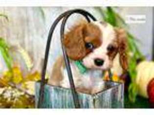 Cavalier King Charles Spaniel Puppy for sale in Fort Smith, AR, USA