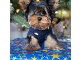 Yorkshire Terrier Puppy for sale in Fort Lauderdale, FL, USA