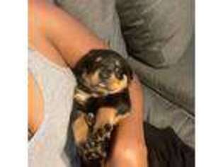 Rottweiler Puppy for sale in Buford, GA, USA