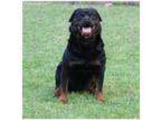 Rottweiler Puppy for sale in Baton Rouge, LA, USA