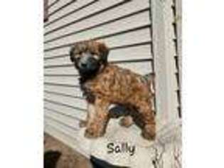 Soft Coated Wheaten Terrier Puppy for sale in Colby, WI, USA