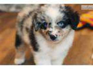 Australian Shepherd Puppy for sale in Richmond, VA, USA