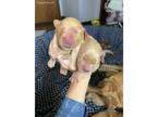 Golden Retriever Puppy for sale in Granby, MO, USA