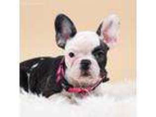 French Bulldog Puppy for sale in Flatgap, KY, USA