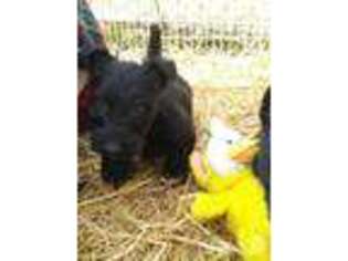 Scottish Terrier Puppy for sale in Whitewood, SD, USA