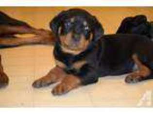 Rottweiler Puppy for sale in Baytown, TX, USA