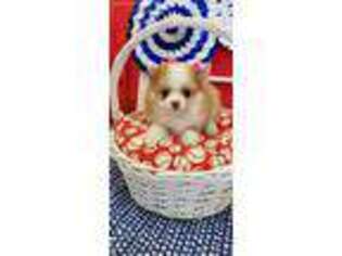 Pomeranian Puppy for sale in Wauseon, OH, USA