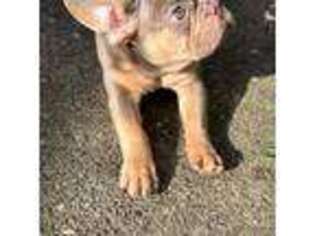 French Bulldog Puppy for sale in San Leandro, CA, USA