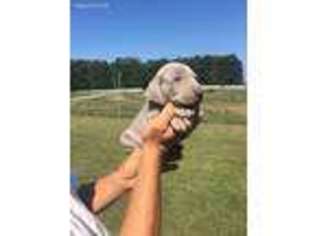 Weimaraner Puppy for sale in Union Grove, NC, USA