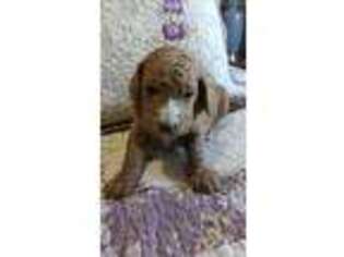 Mutt Puppy for sale in Montrose, MO, USA