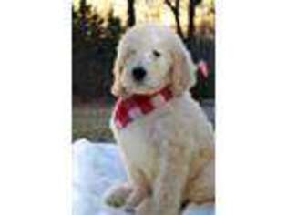 Goldendoodle Puppy for sale in Timberlake, NC, USA