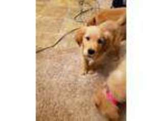 Golden Retriever Puppy for sale in Scappoose, OR, USA