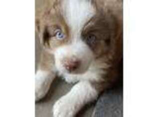 Australian Shepherd Puppy for sale in Penrose, CO, USA