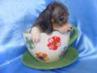 Dachshund Puppy for sale in Dayton, TN, USA