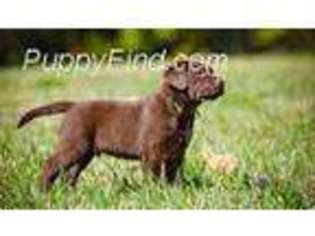 Labrador Retriever Puppy for sale in Littleton, CO, USA