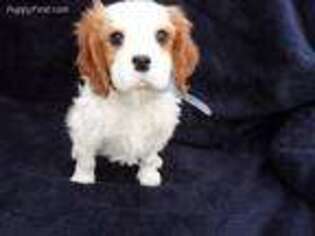 Cavalier King Charles Spaniel Puppy for sale in Chouteau, OK, USA