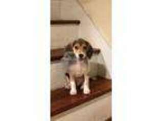 Beagle Puppy for sale in New Haven, CT, USA